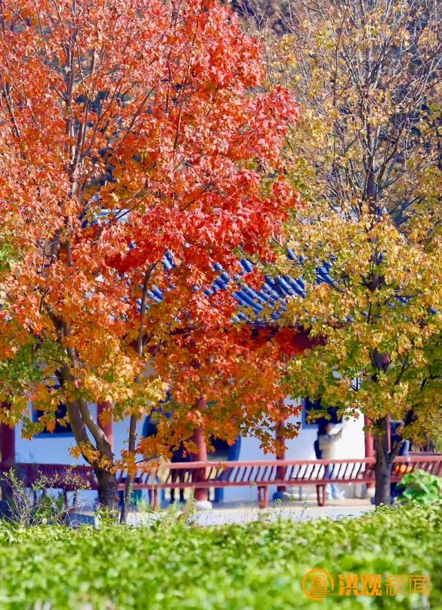 秋日限定 “枫” 景！南昌这里，也太美了吧