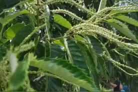 栗子花香｜语闻·时令图片