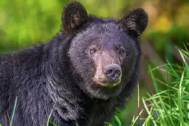 美国田纳西州一只黑熊走进糖果店吃霸王餐图片