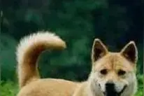 养狗别踩坑，这些坏习惯让狗狗越来越难管，最后吃亏的还是你！图片