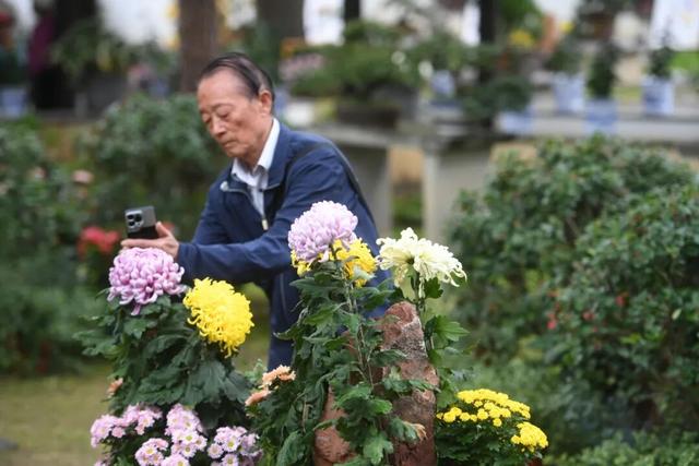 中山秋韵，菊映盛世！南京中山植物园2025金秋菊展清雅启幕