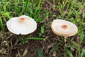 扬州雨后大量出现！不要采、不要吃！图片