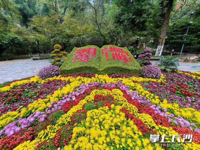 万菊绘麓山 秋韵满亭台｜组图