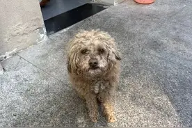 狗狗也会“报警”？走失2年后它跑进派出所图片