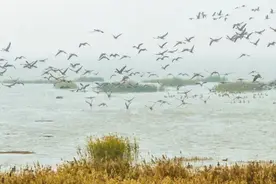 辽宁盘锦首次发现中国罕见鸟类赤颈䴙䴘图片