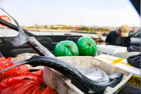 众拍丨山东日照：黄海休渔期倒计时，市民抢购海鲜忙图片