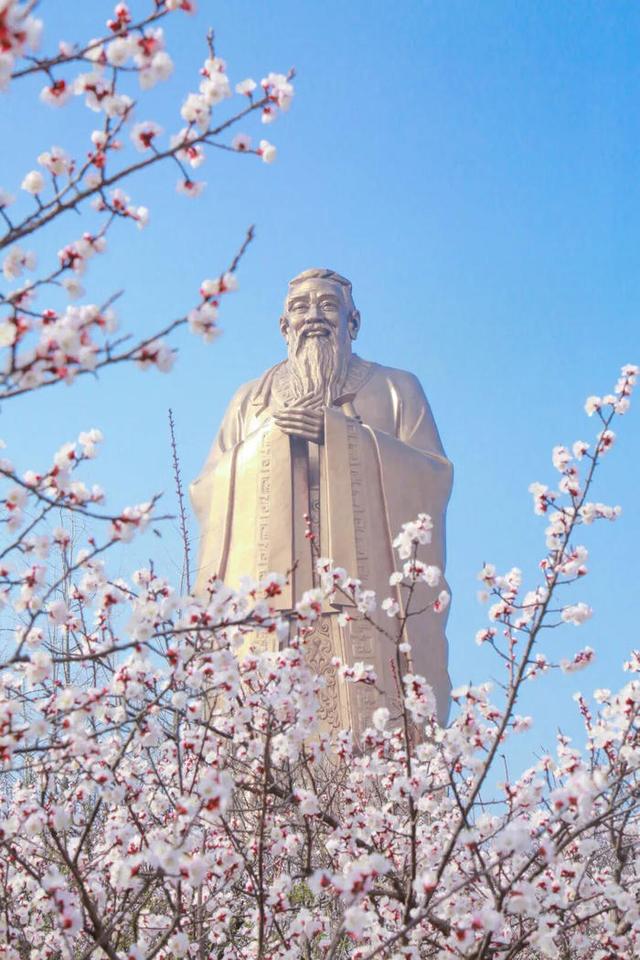 快来看！山东的杏花也太会开了