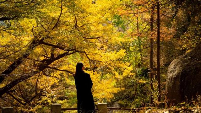 滴！重阳暖心免票福利→这张秋日『头等舱』车票请签收！