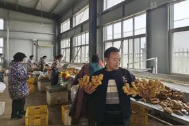 鲁山县：张良生姜销海外 客户好评收益好图片