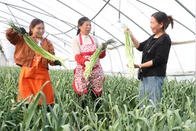 柘城县：风吹蒜薹香 农户采收忙图片