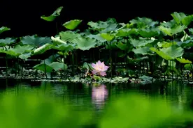 浙江宣传丨夏与荷图片