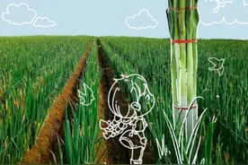 人民网《好品中国》栏目关注山东大葱图片