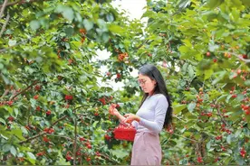 四月樱桃红采摘正当时图片