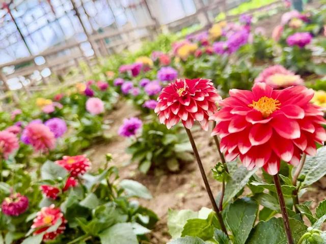 开了，开了！呼和浩特顶流回归！近万株齐绽放，第一波市民已经被惊艳到了！赶紧通知家人！附具体地址