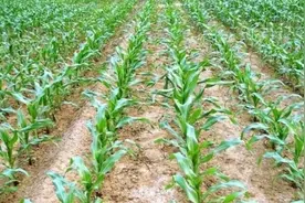 高温天玉米苗期田间管理要注重“轻重缓急”图片