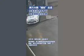 两只大鹅“越狱”出逃，在失主“战术指导”下，民警辅警将大鹅“捉拿归案”图片