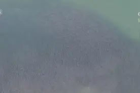 鱼翔浅底、飞鸟翔集尽显春日活力 灵动壮美生态画卷徐徐铺展图片