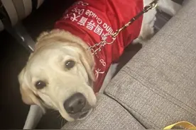 特别之旅：拉布拉多导盲犬与主人的温馨航班图片