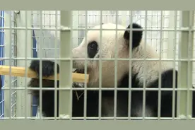 马来西亚出生熊猫姐妹“谊谊”“升谊”返回中国图片