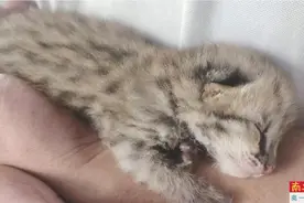 再次邂逅豹猫 这回还是幼崽图片
