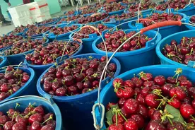 大连瓦房店得利寺大樱桃获全国大奖图片