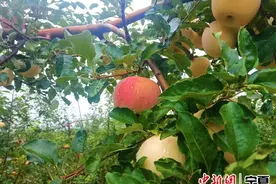 宁夏中卫：乡村振兴正当时 同心共筑民族情图片