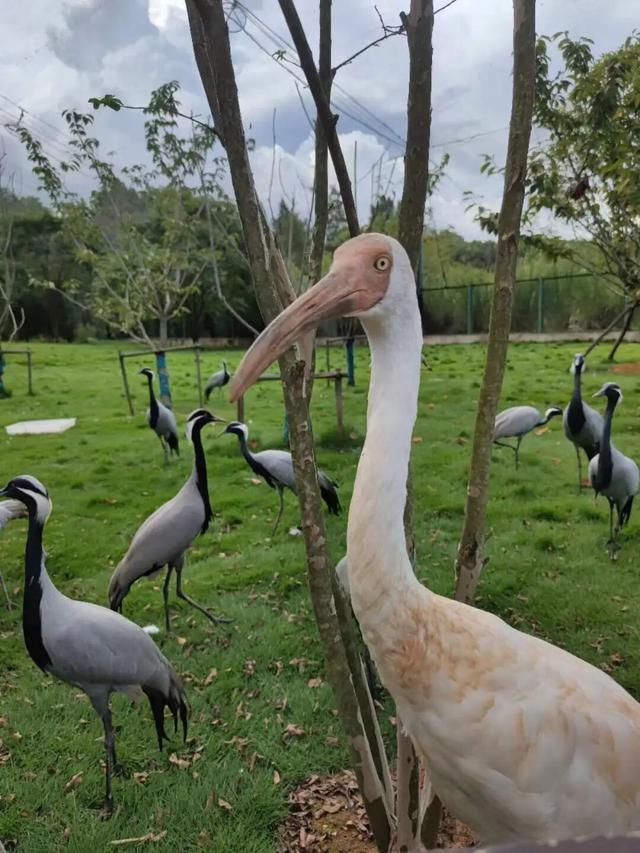 万羽齐飞！鄱阳湖观鸟季拉开序幕
