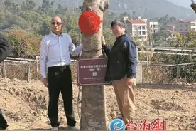 10棵皮埃尔猴面包树在厦门安家图片