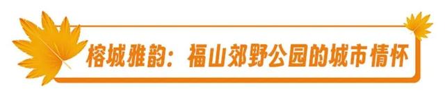 福建暖冬，又是一年好“枫”景