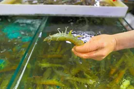 18元/斤起！日照这一海鲜，价格“大跳水”！图片