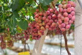 产业兴农看大理丨来吧，展示！贵族葡萄“妮娜皇后”图片