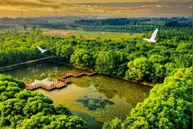 聊城市政府报告解读④｜以生态之美厚积发展之势图片