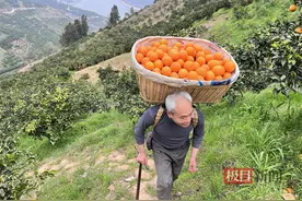 无人机助力秭归脐橙飞出大山，年吊运成本可节约3000万元图片