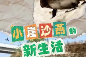 纵览原创 | 一座大桥为它们换地儿，崖沙燕爱上滹沱河图片