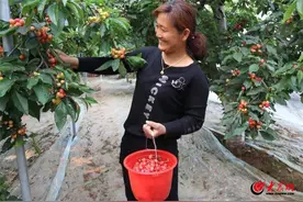 潍坊临朐：一颗“小樱桃” 撬动乡村振兴大格局图片