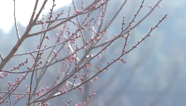 浙江冬日花海“提前营业” 赏花游激活文旅“小阳春”