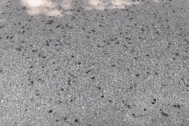 上海街头大量出现这种“小果子”！遇到了千万别踩......图片