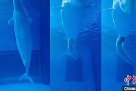 一头小白鲸在广州顺利出生 体长175厘米图片