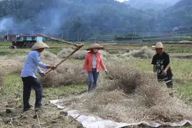 三穗县款场乡：油菜喜丰收 田间采收忙图片