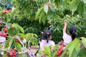 京西南最大樱桃园迎客，夜场采摘受欢迎图片