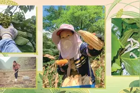 农忙中，暑期大学生返乡成了家里顶梁柱图片