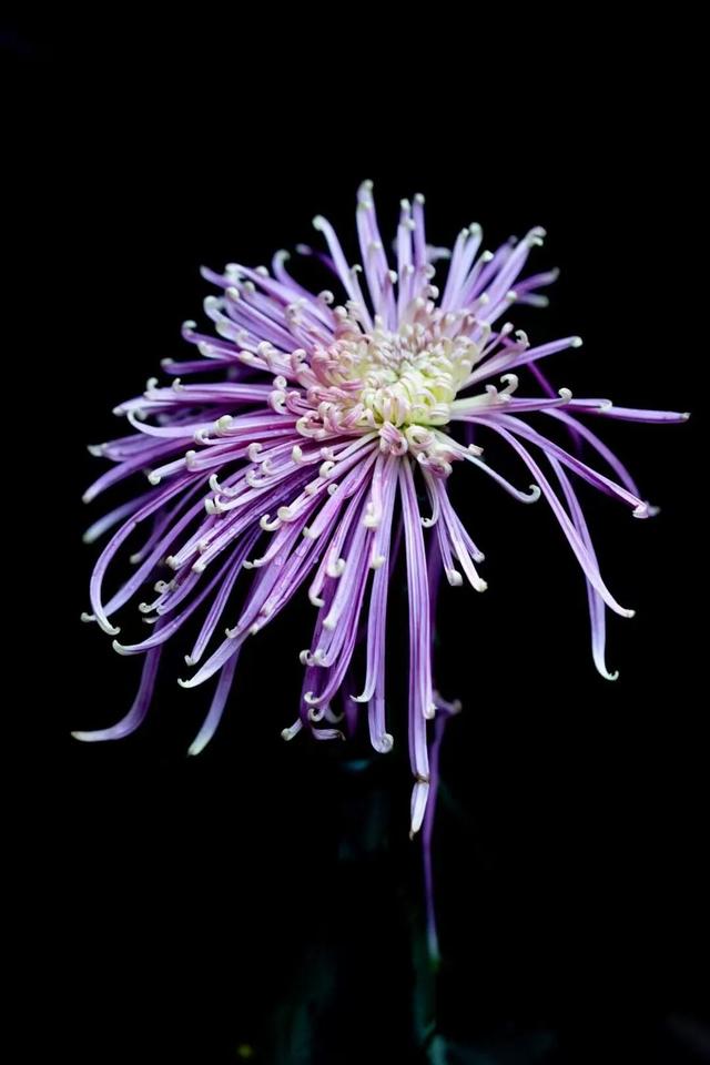 这场秋菊盛会，描绘着福建的千年风雅