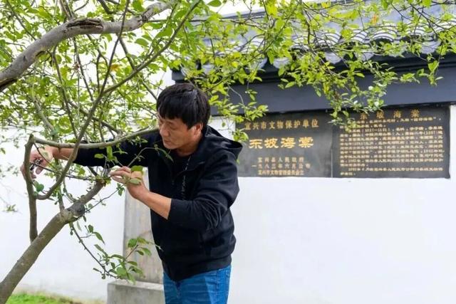 宜兴→眉山，“东坡海棠”回归故里！