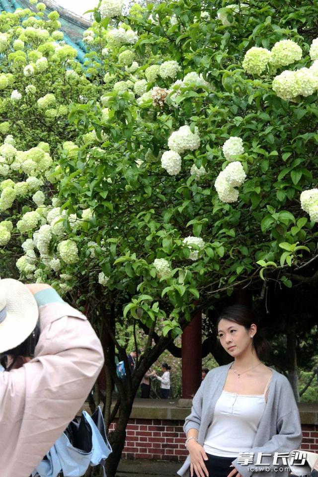 湖南烈士公园木绣球盛放 市民打卡享春光 | 组图