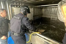 开通绿色通道！惠州边检站助力国家一级保护动物出海育苗图片