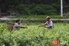 恩施来凤：三季皆有藤茶采，群众收入“一变三”图片