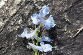 春天的四个瞬间图片