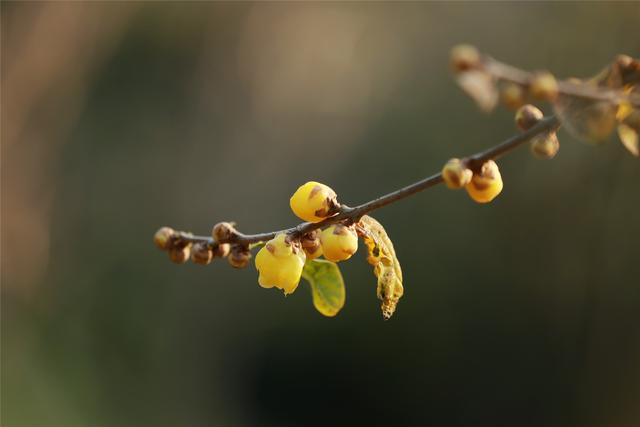 商视界｜柘城县：千树园蜡梅迎冬绽放