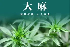 山东诸城：禁毒宣传在行动，禁种铲毒进行时......图片