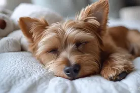 宠物医疗为何频现“糊涂账”？图片